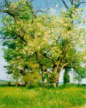 Peisaj idilic - Salcâm